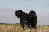 BOUVIER DES FLANDRES 208